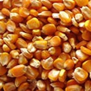 Семена гибридов кукурузы фото