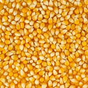 Кукуруза, Пшеница