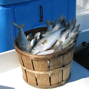 Хранение рыбной продукции фото