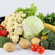 Овощи свежие с поля. фото