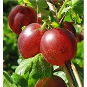 Крыжовник Ribes uva-crispa Invicta рост 80 – 100