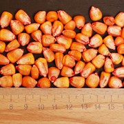Семена кукурузы ТАР 349 МВ фото