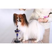 Папийон королевская собака бабочка щенки шоу класс фото