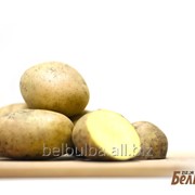 Картофель семенной Джели Элита фото