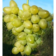 Саженцы винограда Злато, оптом фото