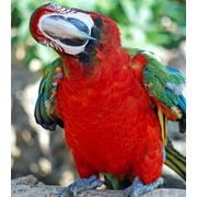 Арлекин (гибрид попугаев ара) - ручные птенцы
