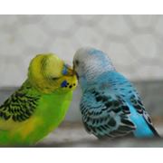Волнистые попугаи фото