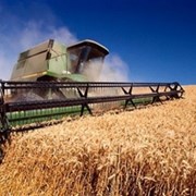 Фуражная пшеница 20 тонн доставка гост фото