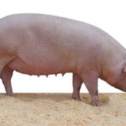 Свиньи породы Ландрас фото