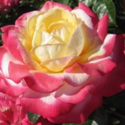 Саженцы роз, Ля минуэт фото