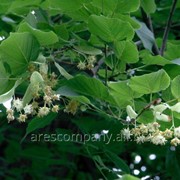 Липа Tilia americana Macrophylla C10