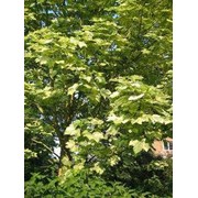 Клен-явор-“Leopoldii“ (Acer pseudoplatanus “Leopoldii“) фото