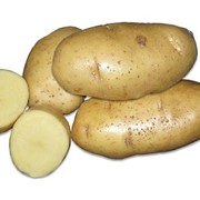 Картофель продовольственный Бриз фотография