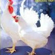 Цыплята кросс КОБ-500 и РОС-308,утята гусята несушка суточные. фото
