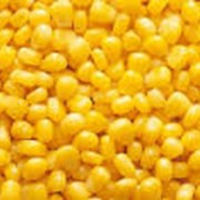 Семена кукурузы AS 32005, семена кукурузы французской селекции в Украине фото