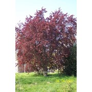 Вишня Prunus cerasifera Nigra обхват ствола 300-350