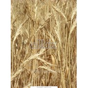 Пшеница, кукуруза, соя, масло подсолнечное, масло кукурузное фото