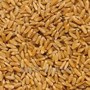 Пшеница твердая дурум на Экспорт фото