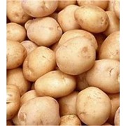 Картофель, картофель опт, картофель Украина фото
