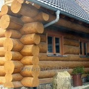 Постройка из оцилиндрованного бревна фото