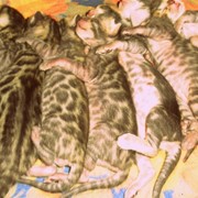 Бенгальские котята фото