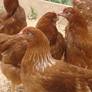 Цыплята мясо-яичных пород кур фото