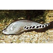Аквариумная тропическая рыба (Chitala ornata) фото