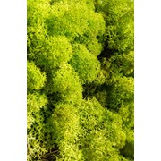 Мох Ягель Весенний зеленый 1 кг фото