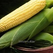 Семена сладкой кукурузы Спирит F1 (Сингента) фотография