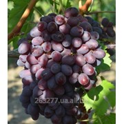 Саженцы винограда Айгезард фото