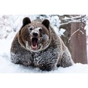Охота на медведя в Восточном Казахстане фото