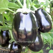 Семена баклажана Черный красавец фото