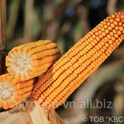 Насіння кукурудзи КВС-Україна КАІФУС*(з 12.03), міш фотография