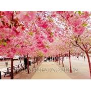 В Вашингтоне пройдет фестиваль цветущей сакуры фотография