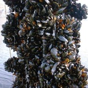 Моллюски живые. Свежая «мидия черноморская» фото
