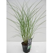 Мискантус китайский маленький Silbers -- Miscanthus sinensis small Silbers фото