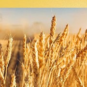 Озимая пшеница (5, 4, 3-ий класс)