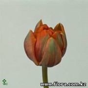 Тюльпан Orange Princess фото