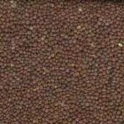 Семена Редьки масличная 1 кг фотография