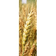Семена пшеницы мягкой озимой, сорт Московская 56