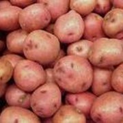 Картофель сортовой в Украине, купить, Стоимость