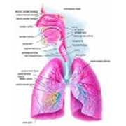 Лечение больных с патологией органов дыхания