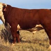 Скот крупный рогатый мясной,Скот крупный рогатый, Скот крупный рогатый на убой, Молочные коровы