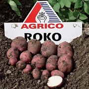 Картофель посадочный среднепоздний Roko фотография
