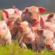 Добавка кормовая ветеринарная для промышленного производства свинины Лактобифадол фотография