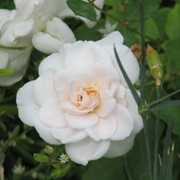 Розы почвопокровная Перле