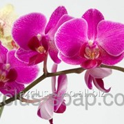 Орхидея отдушка-10 мл фото