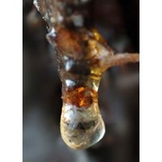 Живица кедровая терпентиновые бальзам 1 литр фотография