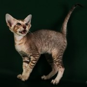 Кошки экзотические, питомник кошек фото