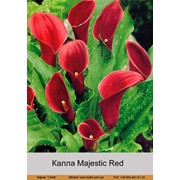 Калла Majestic Red